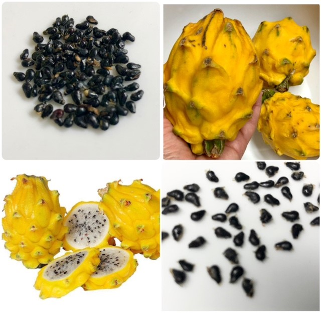 Yellow Dragon Fruit Seeds
